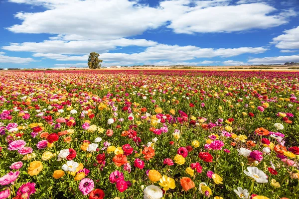 Primavera — Foto Stock