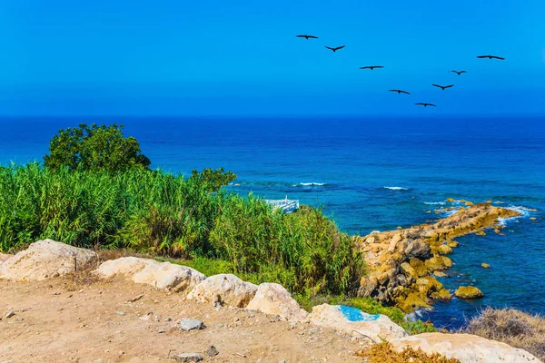 Hejno ptáků letí nad pobřeží — Stock fotografie