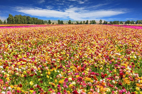 Campo de flores — Fotografia de Stock