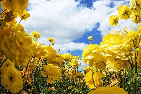 Великолепное поле желтых лютиков — стоковое фото