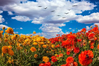  Göçmen kuşların uçan 