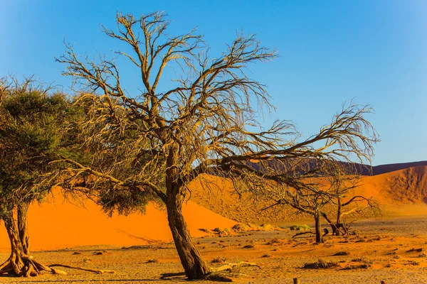 Dunas amarelas do deserto da Namíbia — Fotografia de Stock