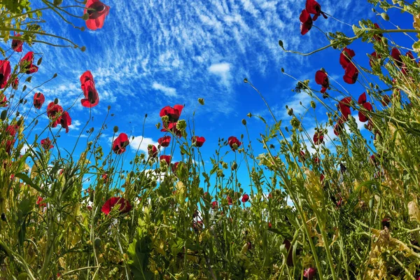 Luz cirrus nubes — Foto de Stock