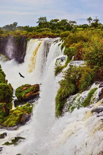 De zwarte Andes condors boven het water — Stockfoto