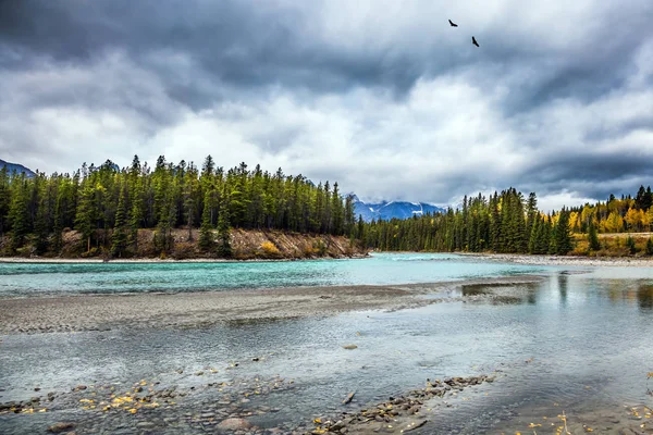 Foreste di conifere su un fiume poco profondo — Foto Stock