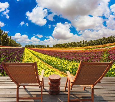 Çiçek açan bahçe ranunculus