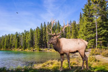 Dallı boynuzlu geyik 