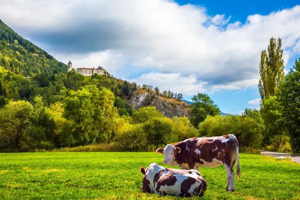 Yeşil çayırlar — Stok fotoğraf