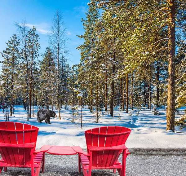 L'ours noir marche dans une forêt enneigée — Photo