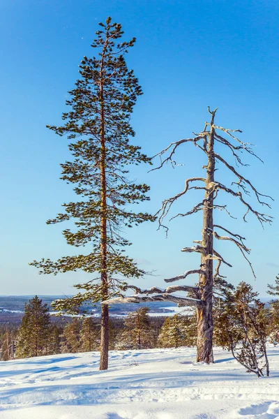 Zonnige winterdag New Year's — Stockfoto