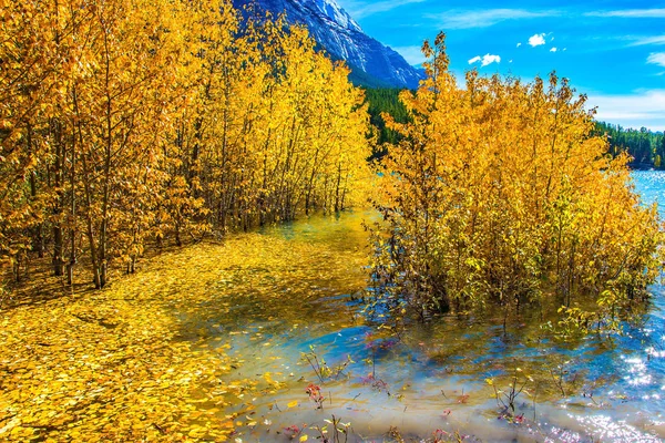 Schilderachtige Abraham Lake in een overstroming — Stockfoto