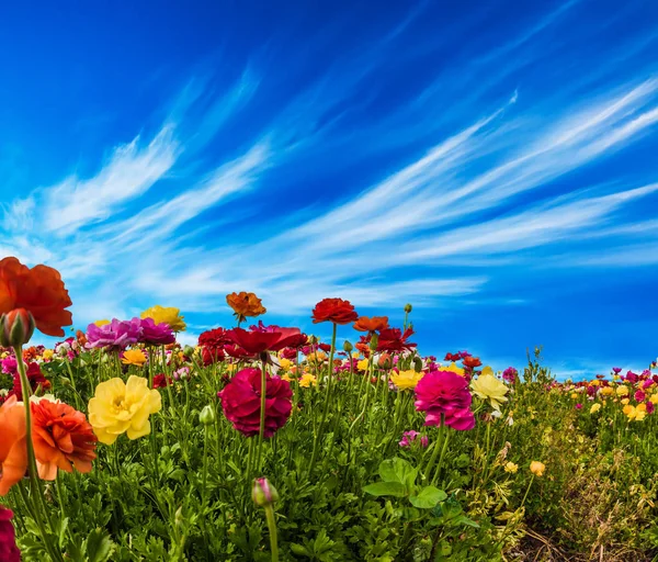 Picturesque buttercups and cirrus clouds — Stock Photo, Image