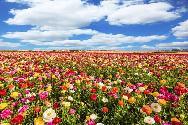 開花バターカップのフィールド — ストック写真