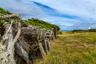 Waipapa Point - güçlü okyanus rüzgarı