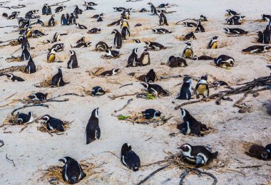 Large herd of black - white penguin 