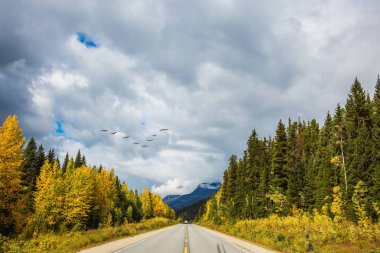 Göçmen kuşlar sürüler halinde uçarlar.
