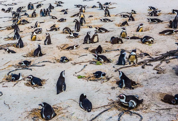 Duże stada czarno-białego pingwina — Zdjęcie stockowe