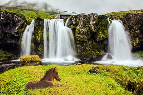 IJslandse paard uitgerust in het hoge gras — Stockfoto