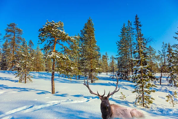 Veado magnífico descansando na floresta de inverno — Fotografia de Stock