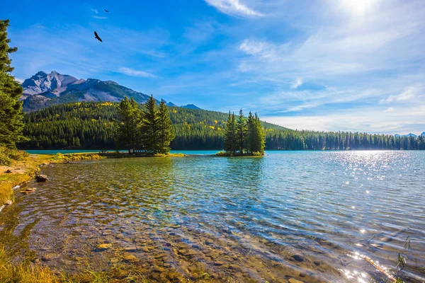 Alberi di pino su piccola isola — Foto Stock