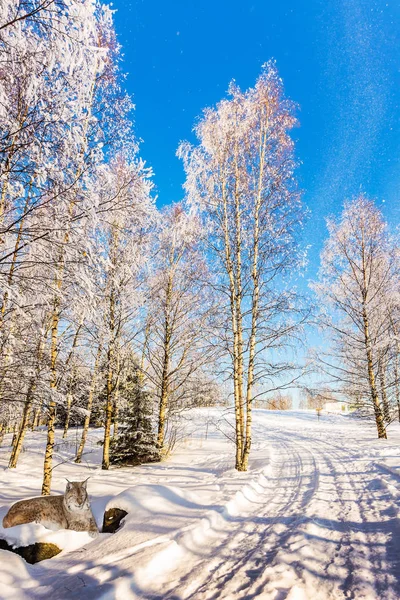 Kar dapolar vaşak — Stok fotoğraf