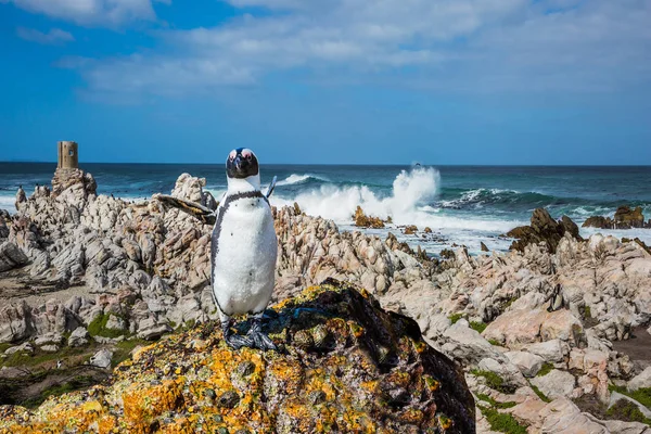 Colonia de Pingüinos de Boulders en Sudáfrica — Foto de Stock