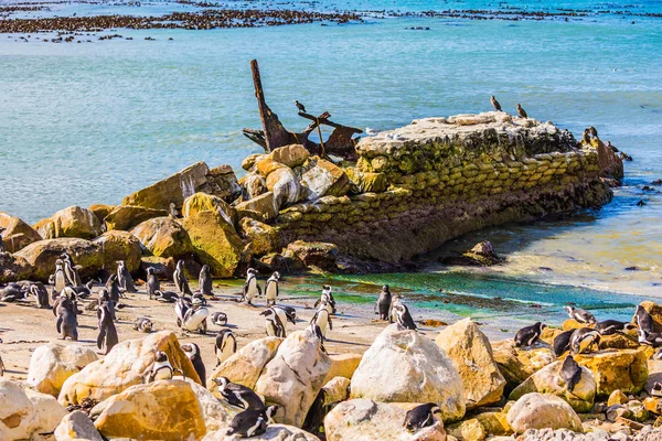 Kolonie tučňáků balvany — Stock fotografie