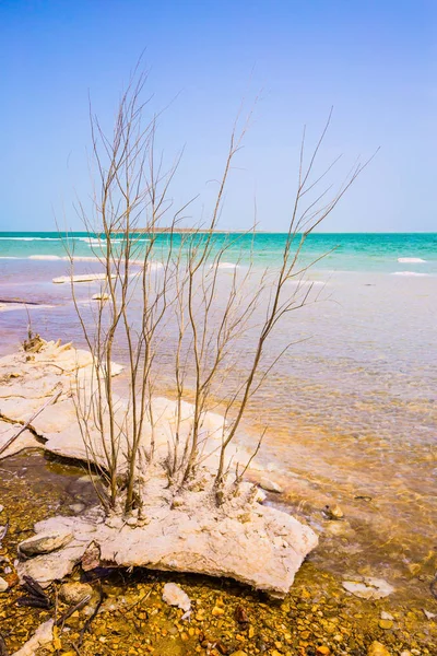 イスラエル, 春, 死海 — ストック写真
