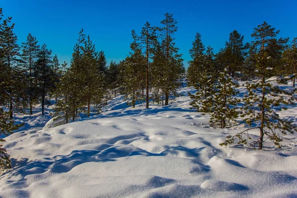 Transparent kall luft skog — Stockfoto