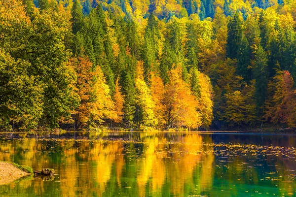 Fantastik güzel sonbahar ormanları — Stok fotoğraf