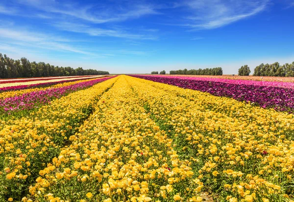 The huge field — Stock Photo, Image