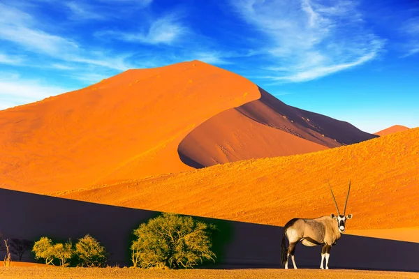 Oryx в пустелі — стокове фото