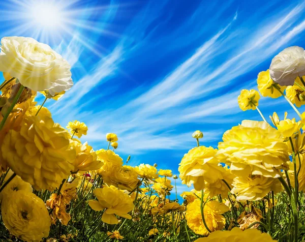 Nubes de cúmulos de luz vuelan en el cielo azul —  Fotos de Stock