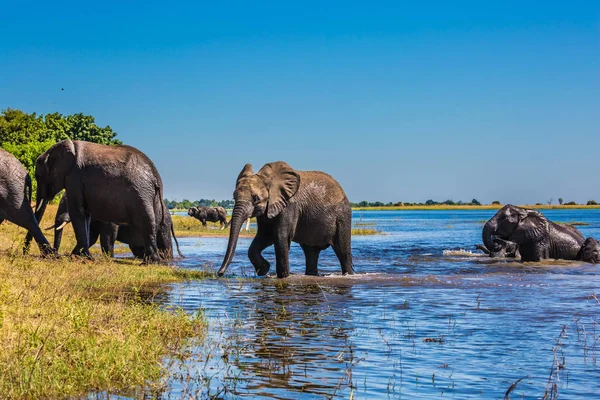 Delta-Okavango — Stockfoto