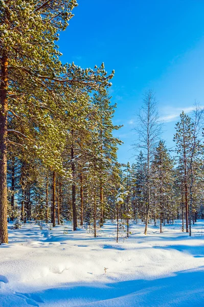 Karlı Noel günü — Stok fotoğraf