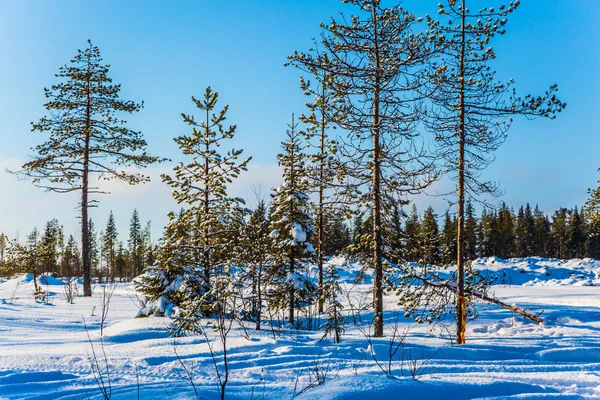 Väg i vinterskogen — Stockfoto