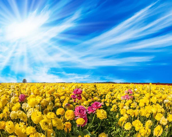 Warm sunny day in May — Stock Photo, Image