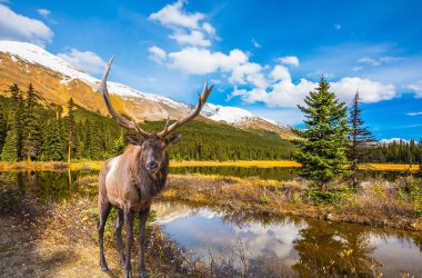Kırmızı geyik su kenarında çimenlerde otlatıyor
