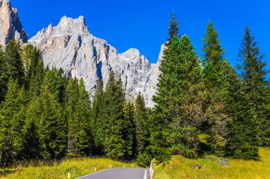 Yol iğne yapraklı ormanlarda geçer 