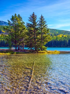 Küçük adada çam ağaçları