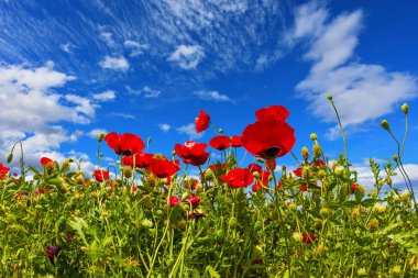 Ekolojik ve kırsal turizm kavramı