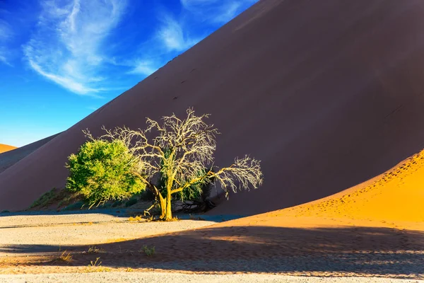 Samotne drzewo na Pustyni Namib — Zdjęcie stockowe