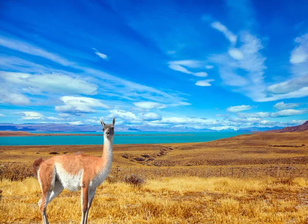 Dans l'herbe broutant le guanaco sauvage — Photo