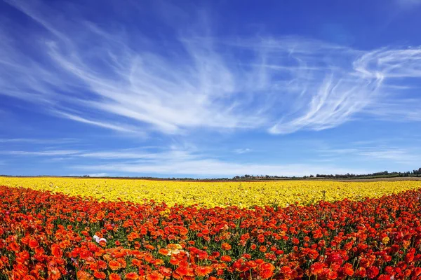 Leichte Wolken über der Blütenpracht — Stockfoto