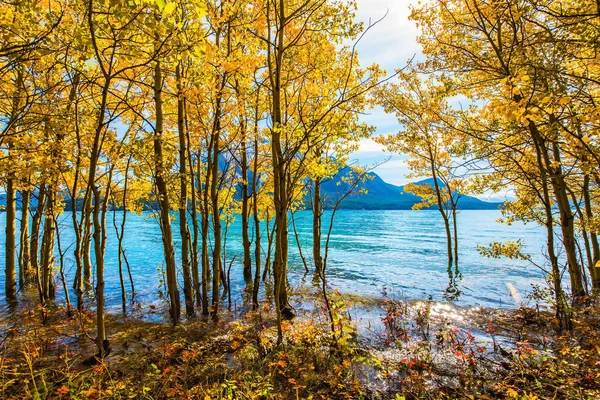 Magnificent Abraham Lake in a flood