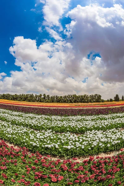 O conceito de agricultura moderna — Fotografia de Stock