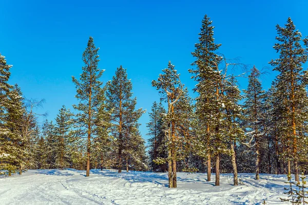 Ormanda güneşli kış günü — Stok fotoğraf