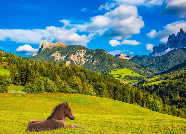 Štíhlý kůň, který odpočívá ve vysoké trávě — Stock fotografie