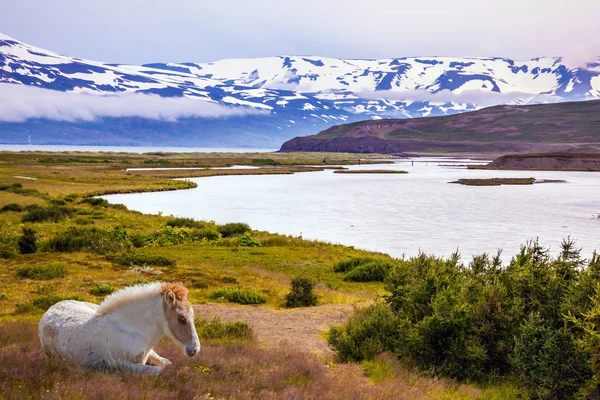 Strak geprepareerd IJslands paard beweiding — Stockfoto