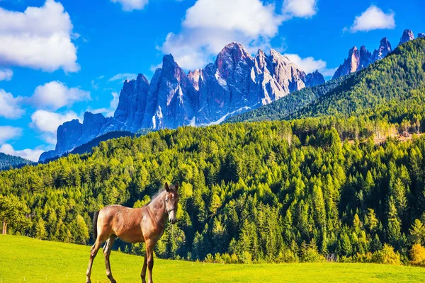 Štíhlý, hubený kůň — Stock fotografie